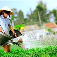 Wet Rice Growing Experience ( small group bike tour )