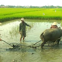 Wet Rice Growing Experience ( small group bike tour )
