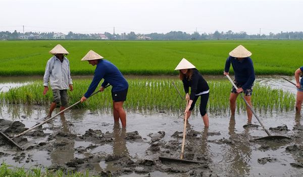Wet Rice Growing Experience ( small group bike tour )