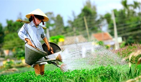 Experience Tra Que Vegetable Village